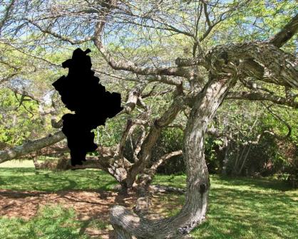 Conoce las características del mezquite, un árbol nativo de Nuevo León