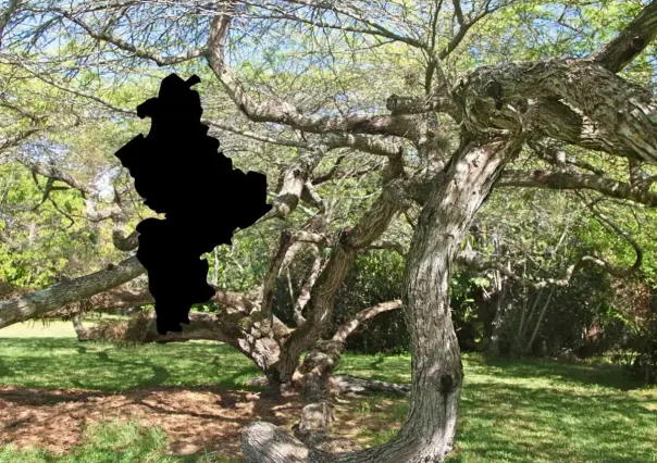 Conoce las características del mezquite, un árbol nativo de Nuevo León