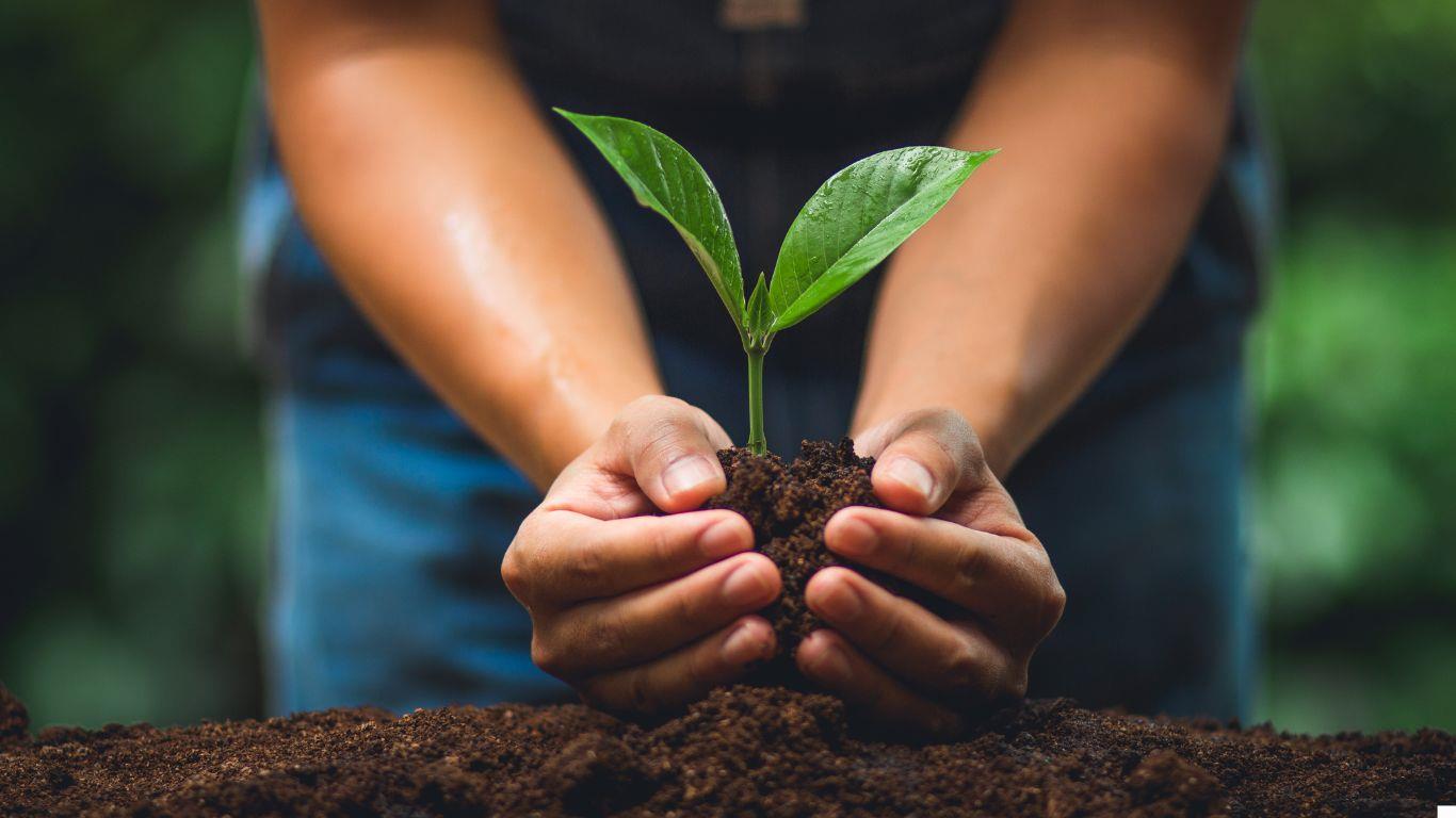 ¿Qué árbol sembrarían para producir madera local?. Foto: Canva