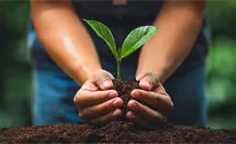 Siembra de Melina en Yucatán: ¿La clave para reducir costos en el sector maderero? Siembra de Melina en Yucatán: ¿La clave para reducir costos en el sector maderero?