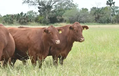 Las estaciones cuarentenarias complican la exportación de ganado en Tamaulipas