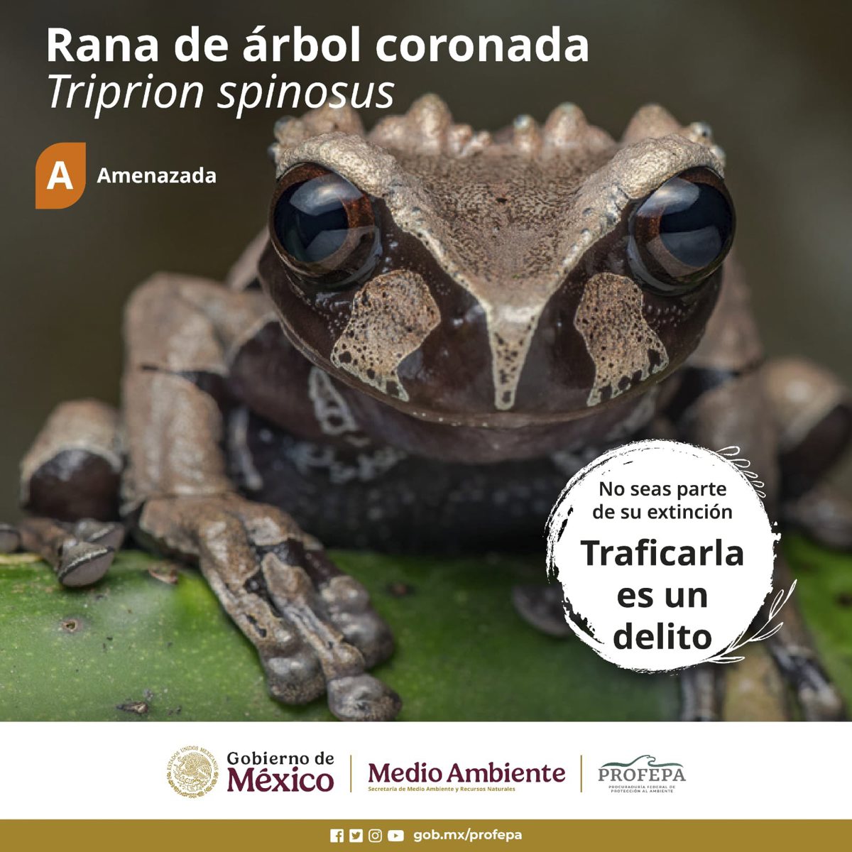  Rana de árbol coronada, Triprion spinosus. Créditos: Profepa. 