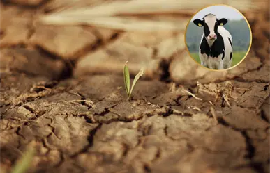 Sequía en BCS azota la ganadería: Víctor Castro pedirá ayuda a Claudia Sheinbaum