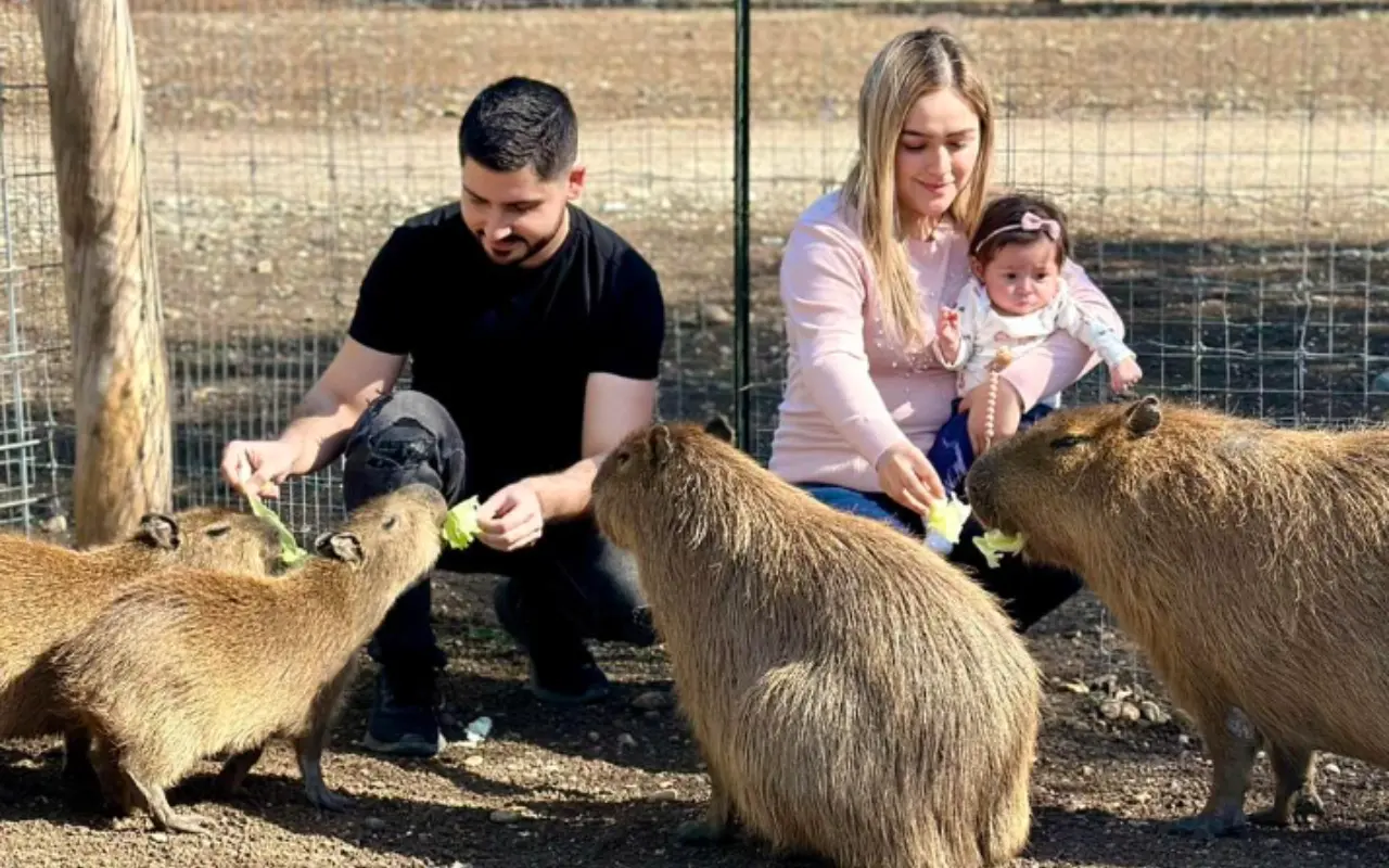 Los capibaras son de los animales consentidos por su capacidad para socializar. Foto: IG @pueblosalvaje