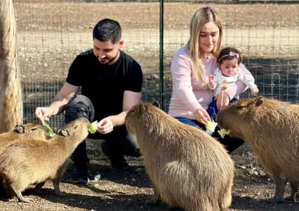 ¿Te gustan los capibaras? Estos 10 datos sobre ellos te sorprenderán