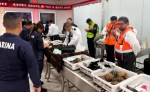 Profepa rescata a 121 tortugas y 16 ranas que viajarían a Japón desde el AICM