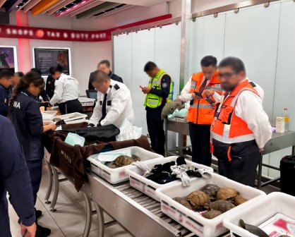 Profepa rescata a 121 tortugas y 16 ranas que viajarían a Japón desde el AICM