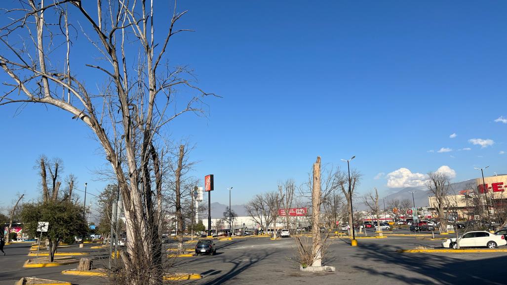 Saltillo: ¿Qué pasó con los nogales centenarios de Plaza La Nogalera?