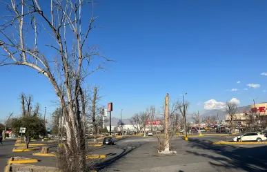 Saltillo: ¿Qué pasó con los nogales centenarios de Plaza La Nogalera?
