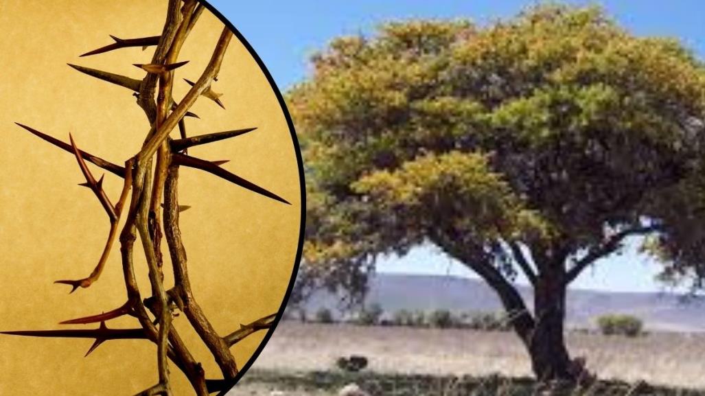 Árbol nativo de Nuevo León: el Huizache y su simbolismo en Semana Santa