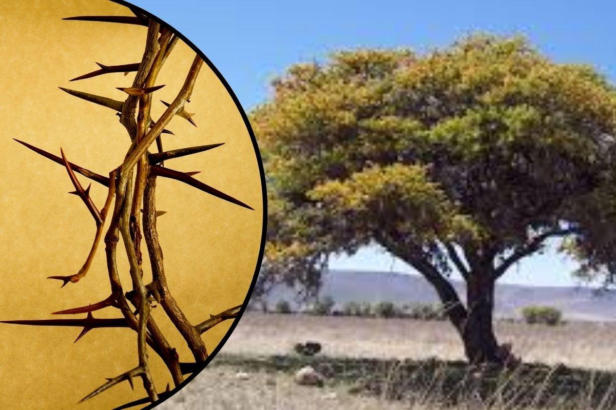 El huizache, un árbol nativo de Nuevo León, destaca no solo por sus propiedades medicinales y usos industriales, sino también por su fuerte relación con la Semana Santa. Foto: Redes Sociales / CANVA