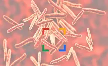El enigma de las superbacterias que la IA solucionó en tiempo récord