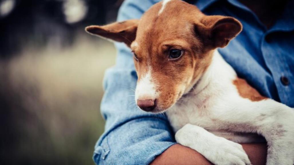 Así operan los fraudes con mascotas en el Edomex