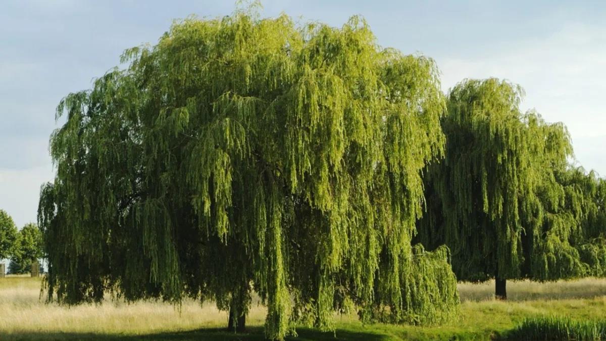 El sauce llorón es un árbol de gran valor ecológico y ornamental. Foto: Redes Sociales