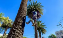 ¡Adiós a la palmeras en CDMX! Por estos árboles serán sustituidas
