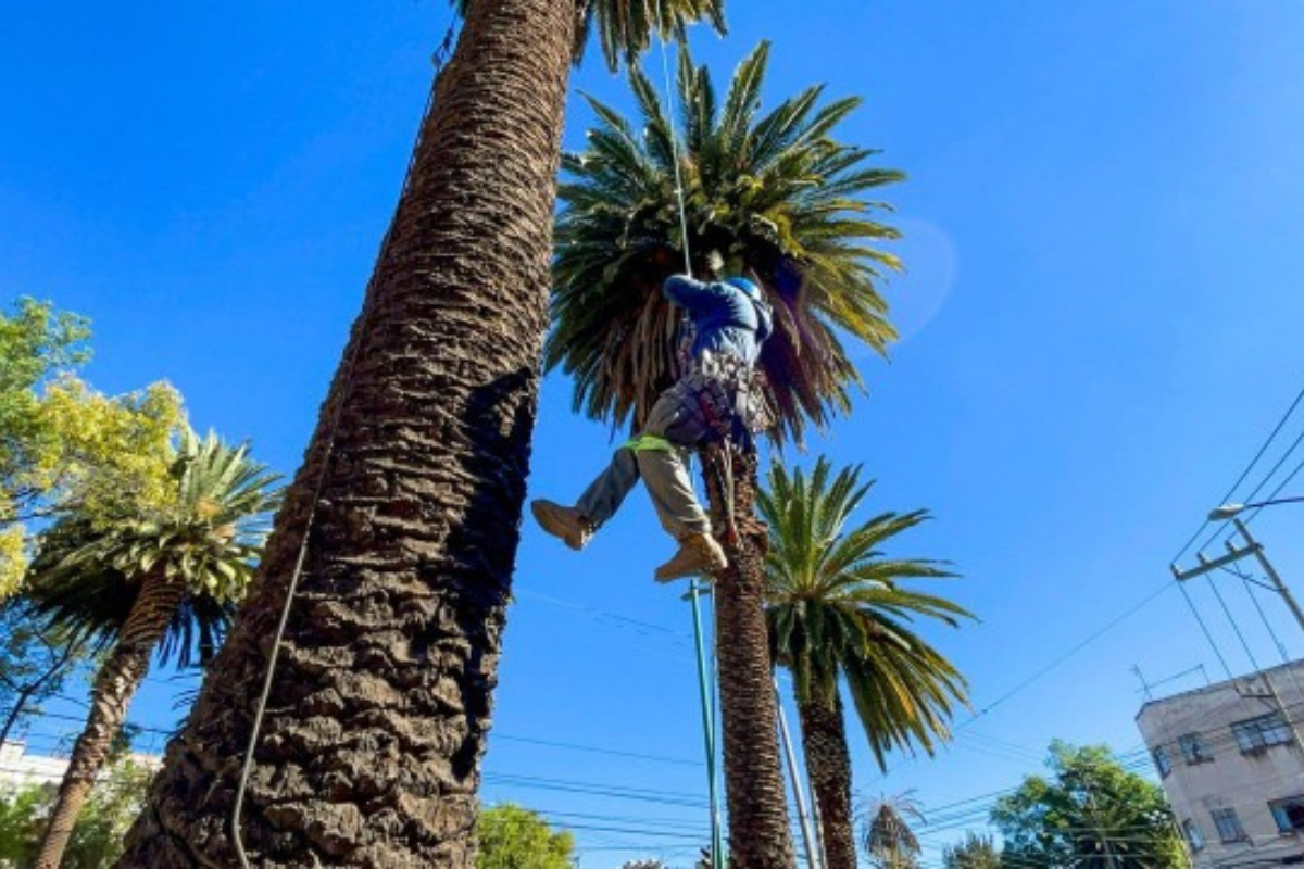 ¡Adiós a la palmeras en CDMX! Por estos árboles serán sustituidas