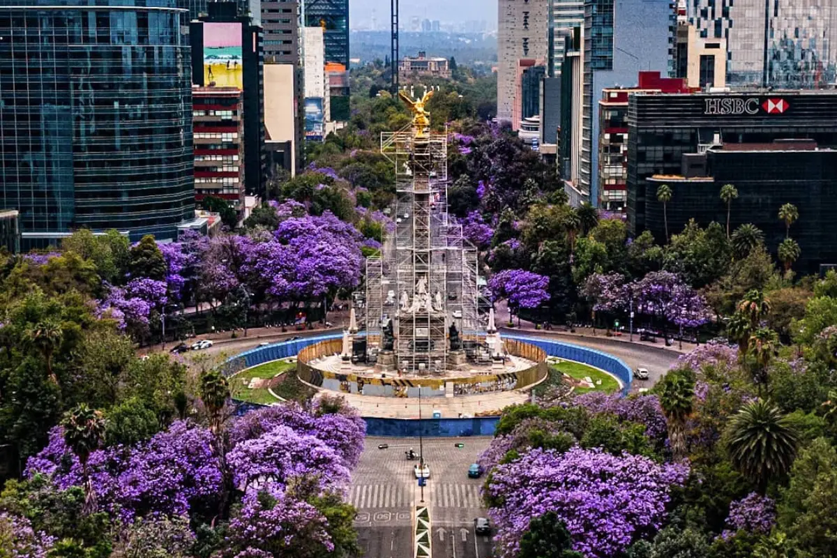 Jacarandas en Reforma. Foto: México mágico | Canva