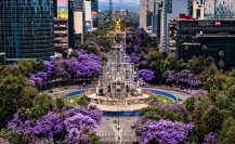 ¿Amas las Jacarandas? Los mejores spots de CDMX para sacar fotos instagrameables en primavera