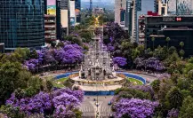 ¿Amas las Jacarandas? Los mejores spots de CDMX para sacar fotos instagrameables en primavera