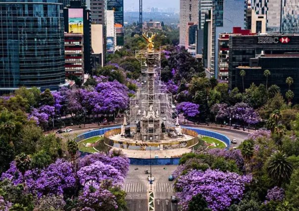 ¿Amas las Jacarandas? Los mejores spots de CDMX para sacar fotos instagrameables en primavera