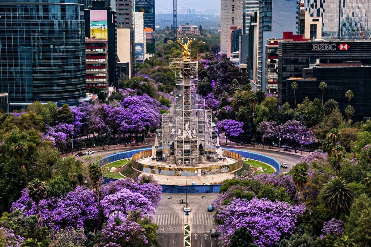 ¿Amas las Jacarandas? Los mejores spots de CDMX para sacar fotos instagrameables en primavera