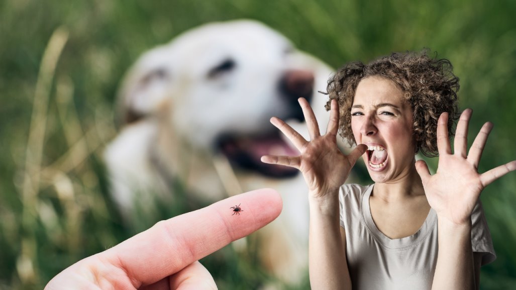 Garrapatas, ¿qué efecto tiene en los humanos?