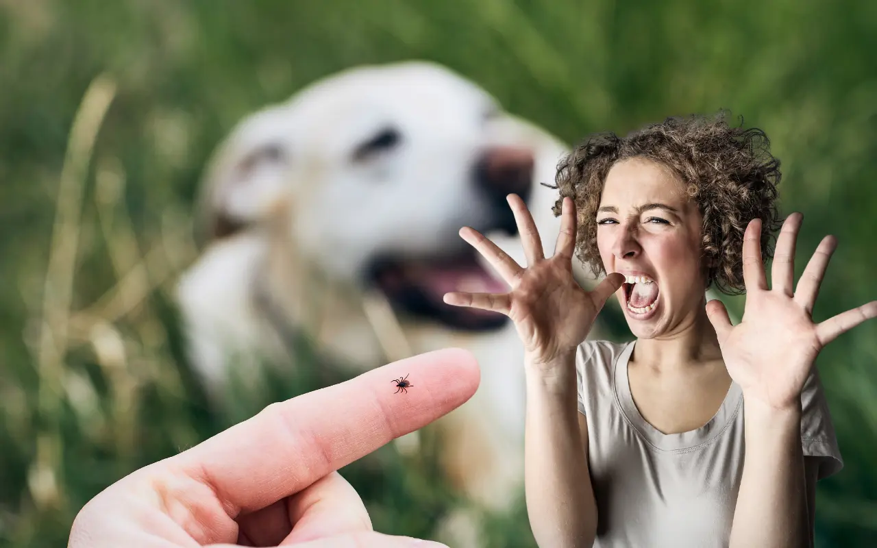 Las garrapatas pueden causar diferentes enfermedades si pican a los humanos, entre ellas, la enfermedad de Lyme. Foto: Canva