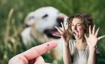 Garrapatas, ¿qué efecto tiene en los humanos?