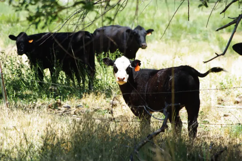 Si se aprueba la reapertura del cruce en Colombia, Nuevo León, los ganaderos de Tamaulipas podrán reanudar la venta de ganado al mercado estadounidense, lo que significaría un alivio financiero tras meses de incertidumbre. Foto: CANVA