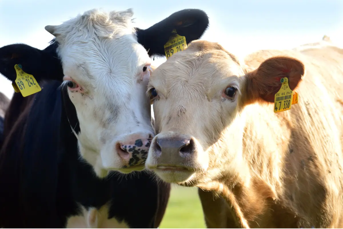 Productores de ganado de Tamaulipas esperan la aprobación del USDA y la administración de Trump para reanudar exportaciones por la aduana Colombia, en Nuevo León. Foto: CANVA