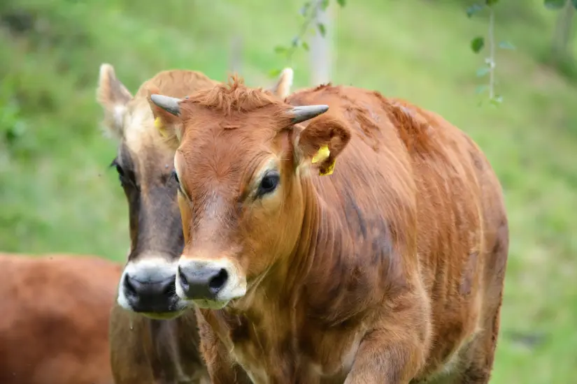 La reactivación de la exportación de ganado tamaulipeco hacia Estados Unidos sigue en espera de la decisión del Departamento de Agricultura de EE.UU. (USDA). Foto: CANVA