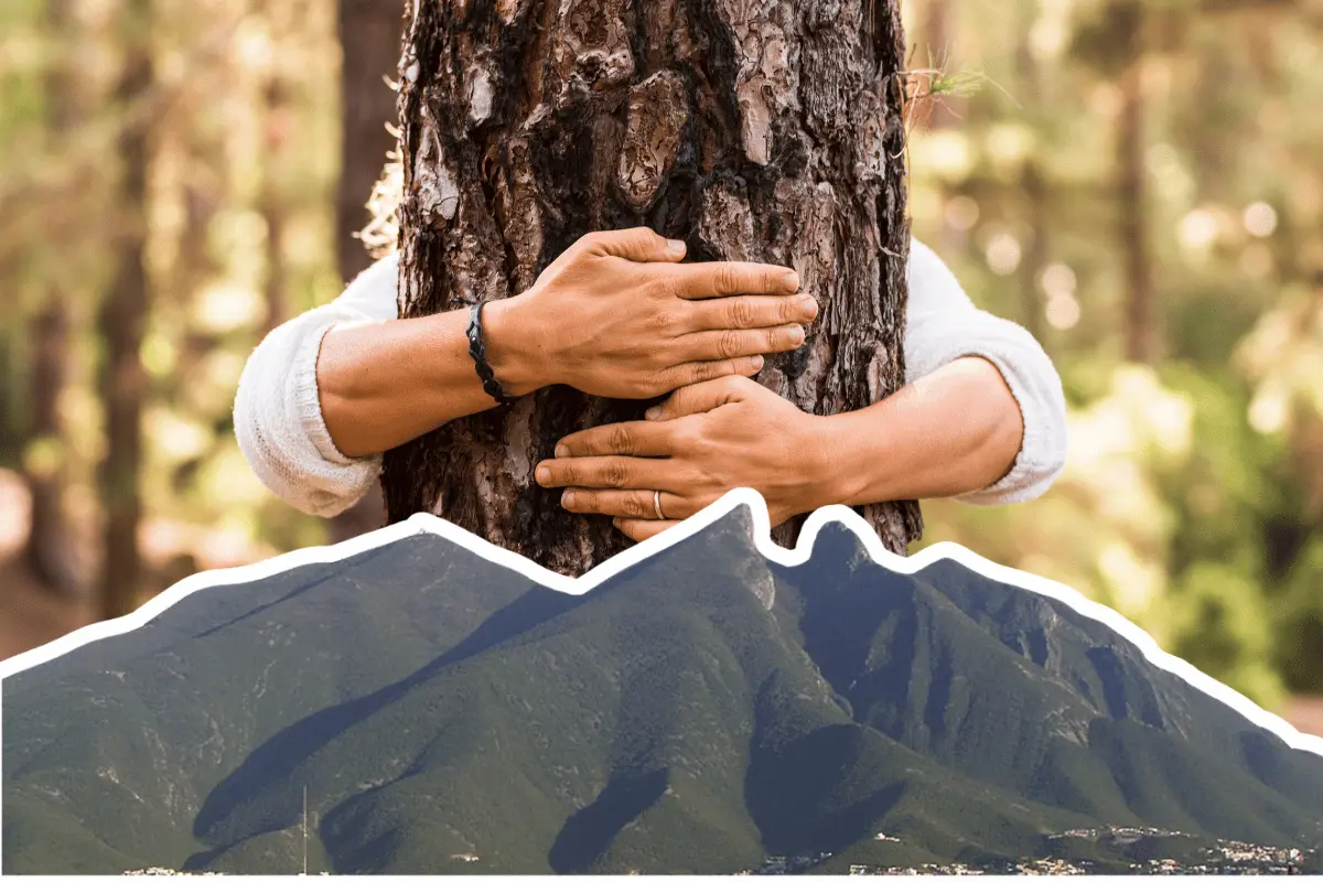 La reforestación con especies nativas es una solución sostenible y efectiva para mejorar la calidad del aire y restaurar el equilibrio ecológico. Foto: Canva.