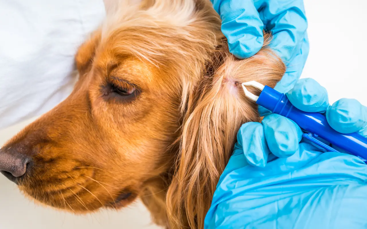 Las mascotas se convierten en el vehículo principal de las garrapatas para que lleguen a los seres humanos. Foto: Canva