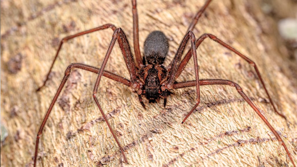 ¿Qué pasa si me muerde una araña violinista?