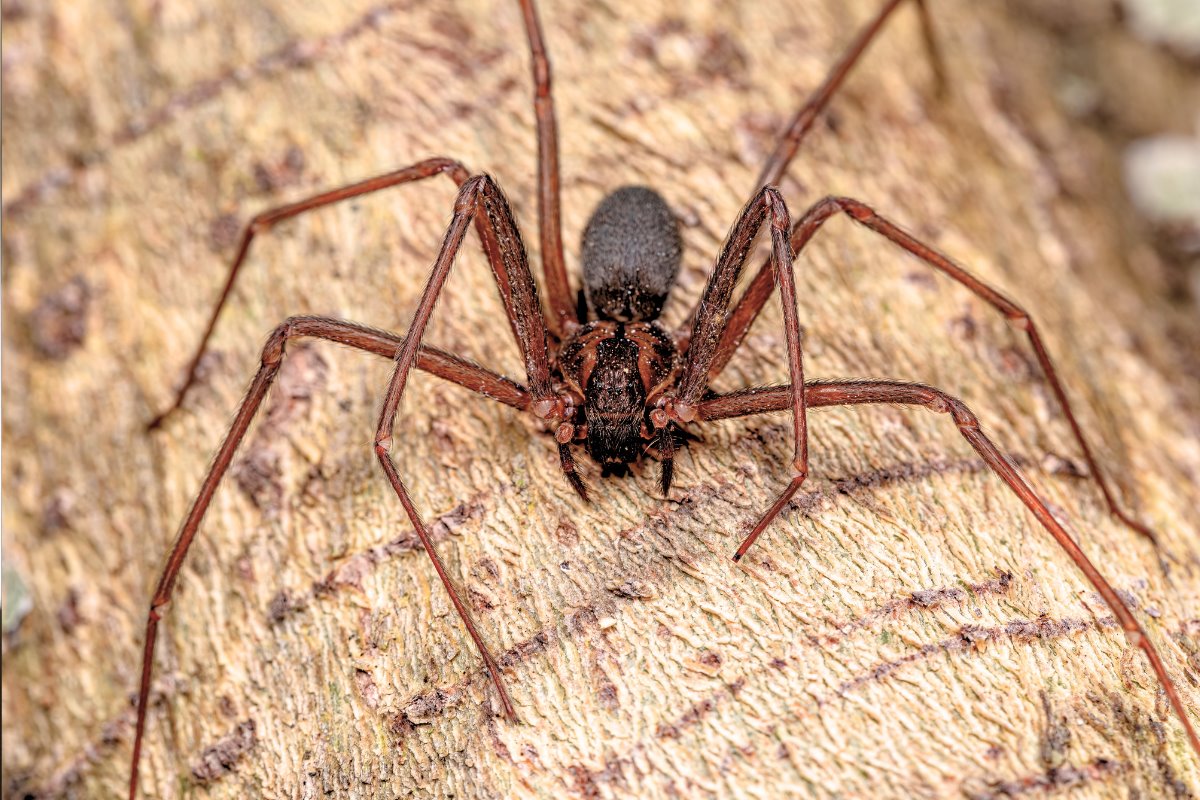 Una mordedura de araña violinista provoca severos daños en los tejidos, incluso podría causar la muerte. Foto: Canva