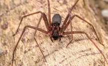 ¿Qué pasa si te muerde una araña violinista?
