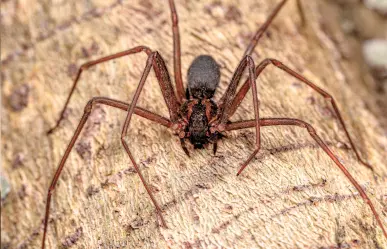 ¿Qué pasa si te muerde una araña violinista?