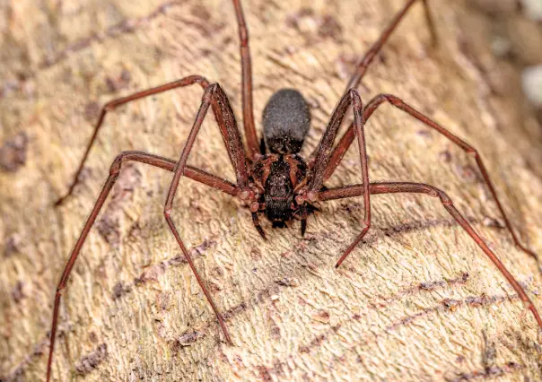 ¿Qué pasa si te muerde una araña violinista?
