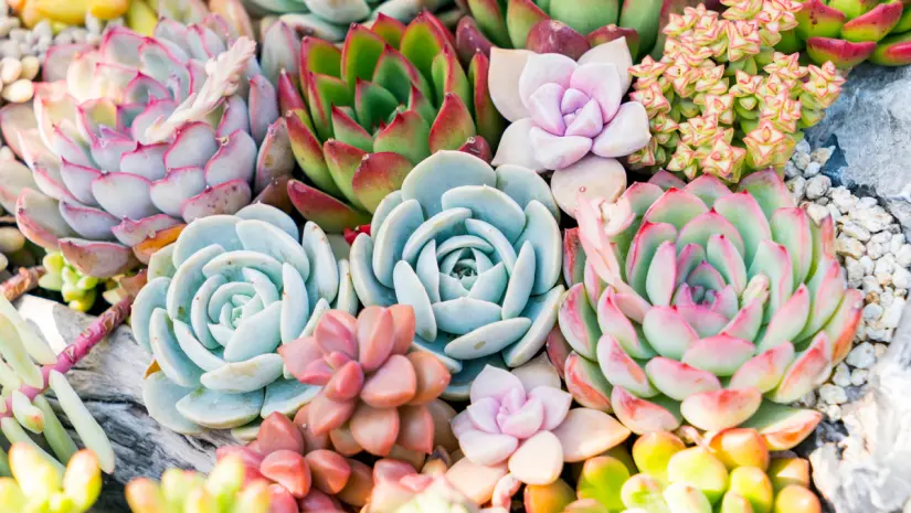 Foto: Canva.