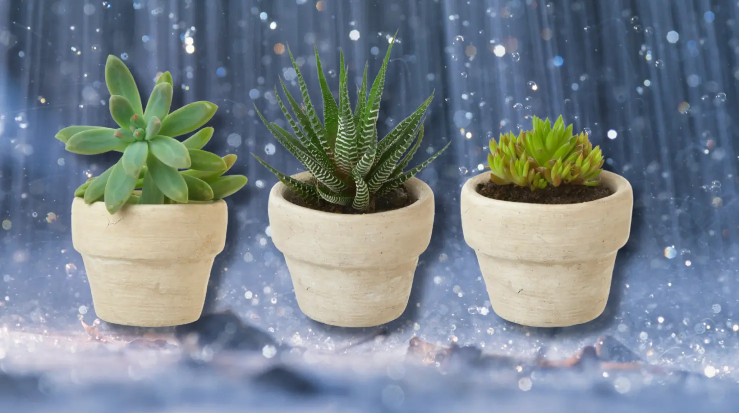 3 tips para cuidar las suculentas en los días de lluvia y que no mueran en el intento. Foto: Canva.