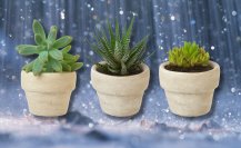 3 tips para cuidar las suculentas en los días de lluvia y que no mueran en el intento