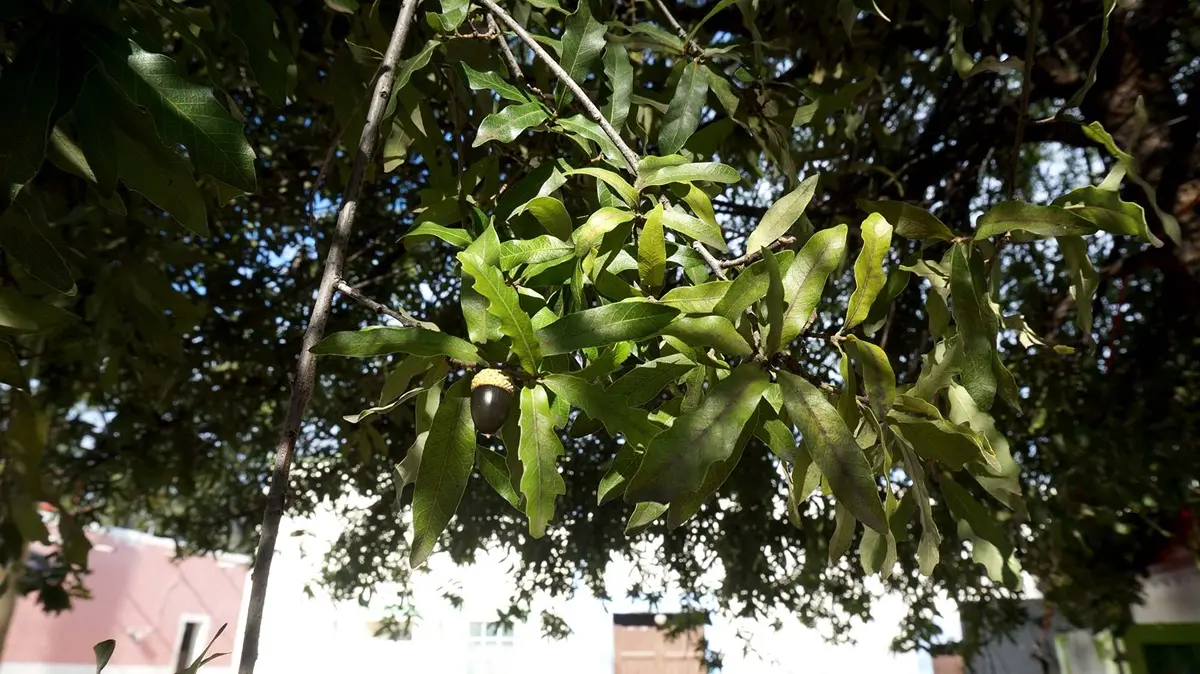 El Encino Siempreverde se ha convertido en una especie clave para la reforestación urbana en Nuevo León. Foto: UANL