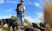SOS, refugio de perritos será clausurado en Metepec