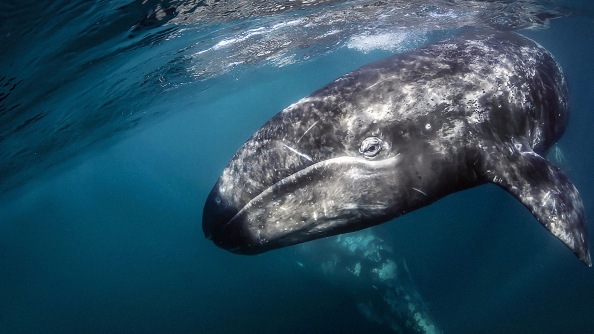 Ballena gris. Foto: Archivo.