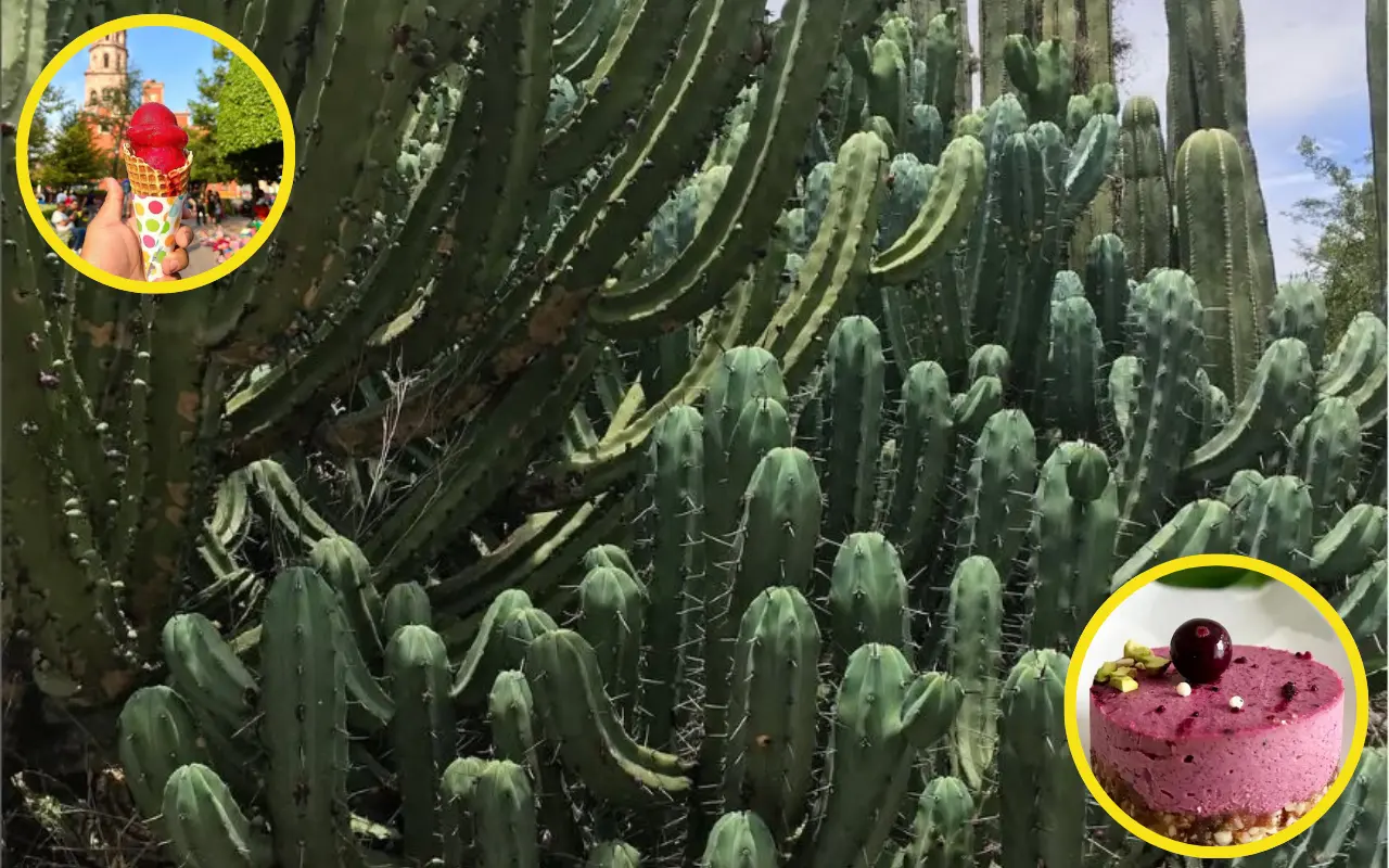 El garambullo es un fruto que se da de mayo a septiembre en el centro de México. Foto: IG @ sweetrawcdmx |IG @caribbean_moon_travels | IG @querecool_