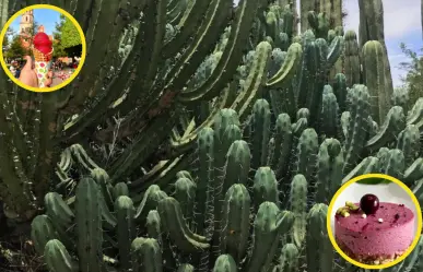 Garambullo, la cactácea con alto contenido de antioxidantes que debes probar