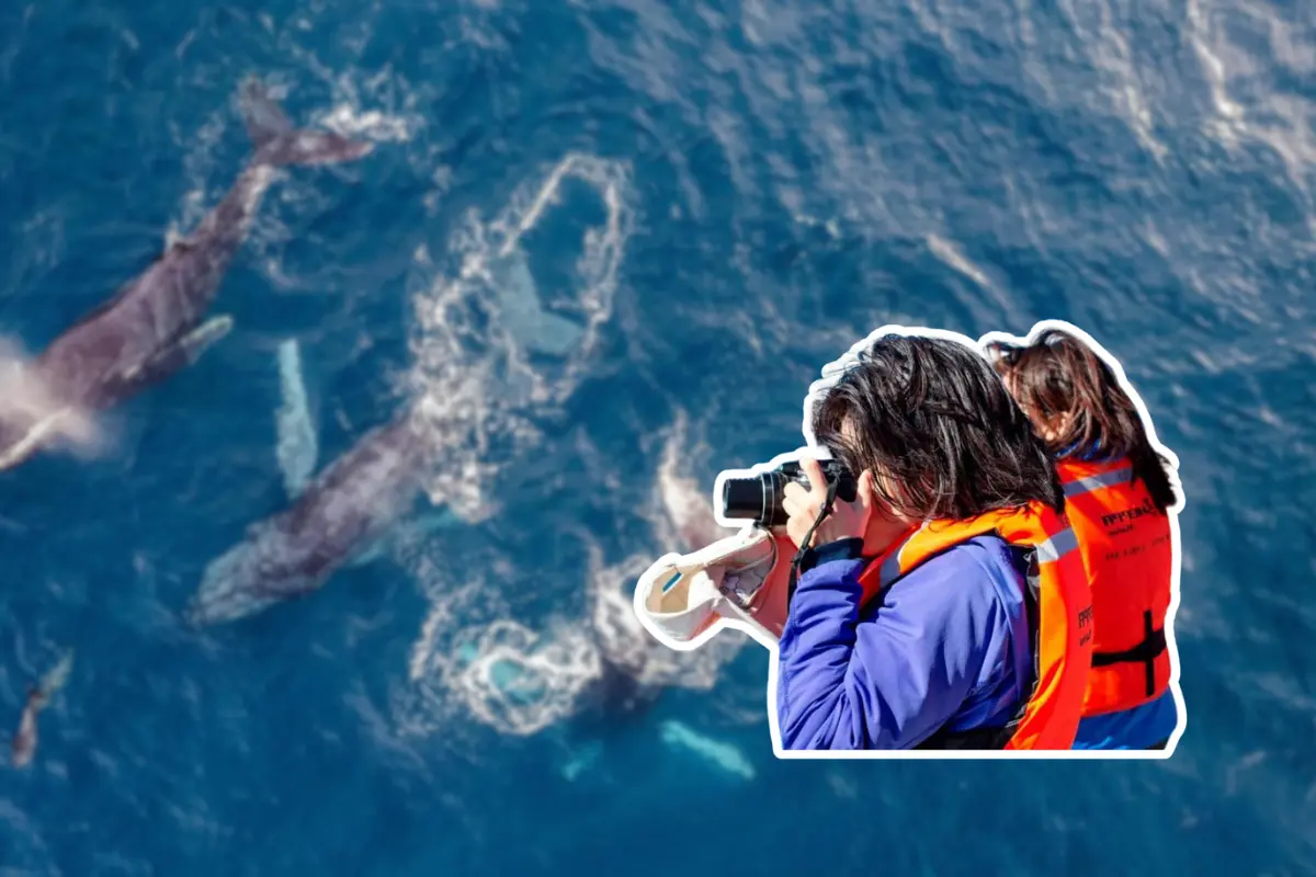 Avistamiento de ballena gris. Foto: Canva