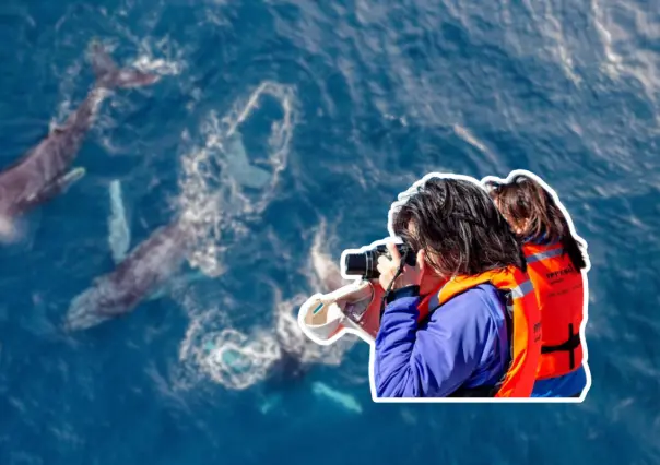 ¿Ballenas grises impulsan turismo en pueblo pesquero de Baja California Sur?