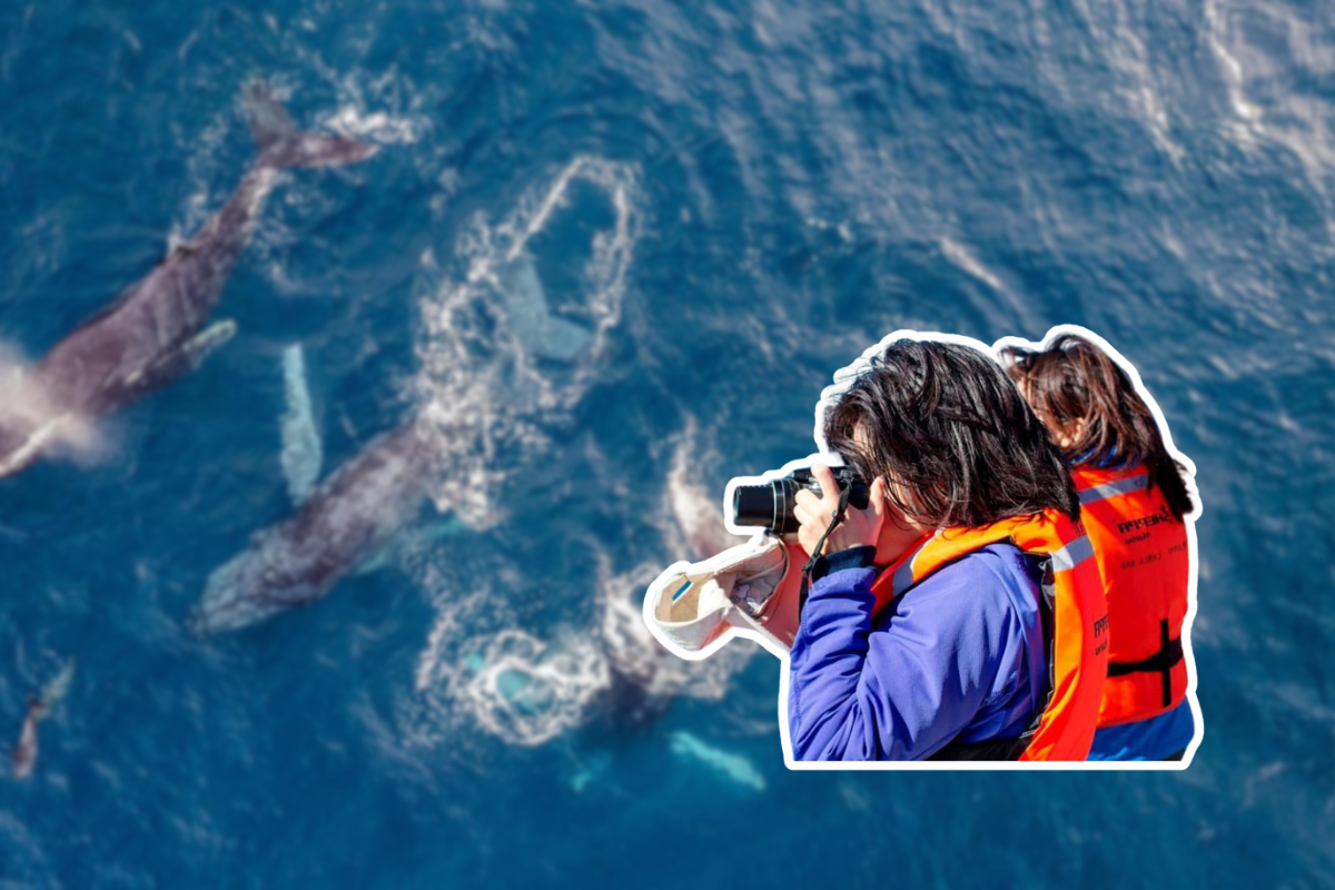 ¿Ballenas grises impulsan turismo en pueblo pesquero de Baja California Sur?