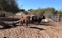 Por sequía, piden apoyo para animales de rancherías 